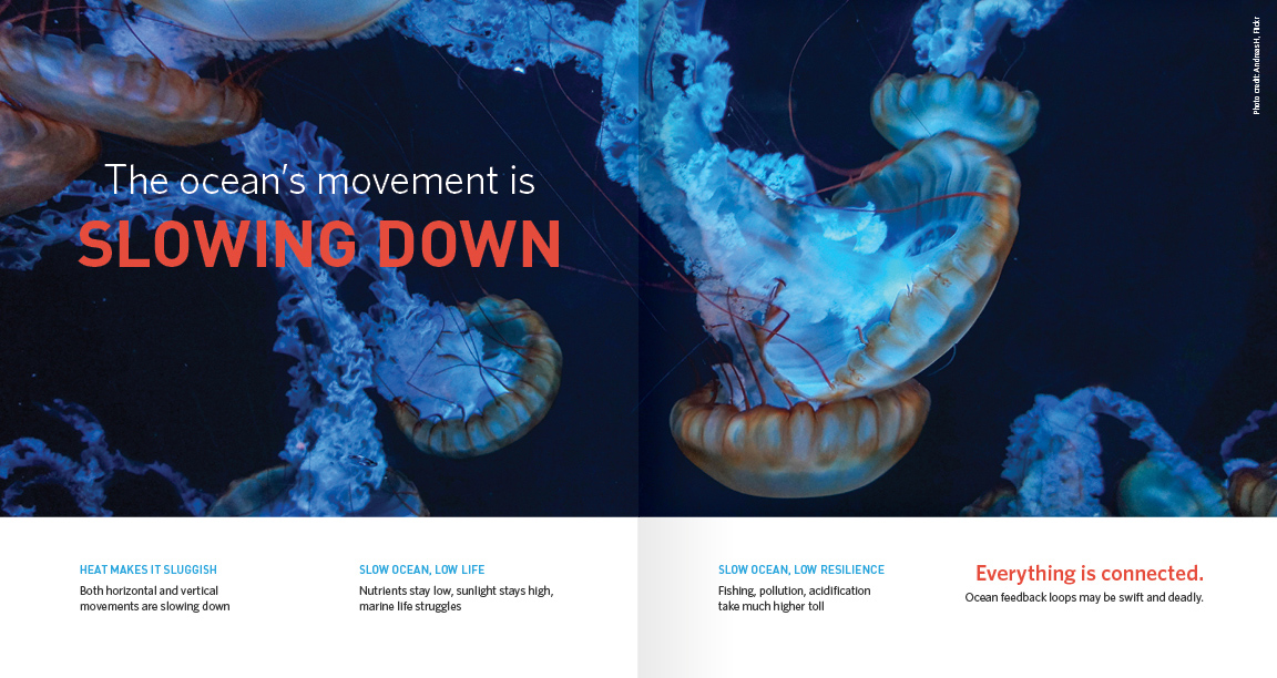 Picture of jellyfish